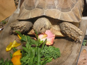 FuFu the African White Spurred Tortoise