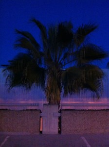 expo_palm tree