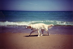 beach c-dog loyola