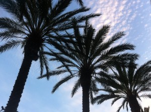 scenes_IMG_7081 palms in sky