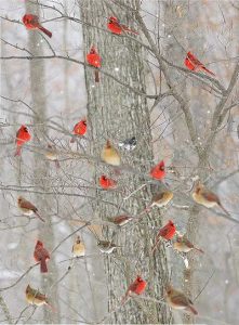 tree full of cardinals